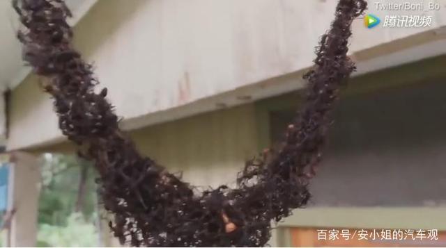 巴西百万蚂蚁“搭U形桥”进攻黄蜂巢穴