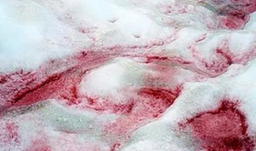天上下的“西瓜雪”，颜色鲜红如血，就像一场盛大的屠杀
